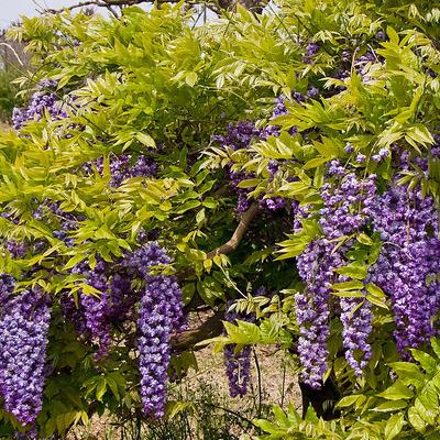 Glycine violette double - Vente en ligne de plants de Glycine violette  double pas cher | Leaderplant