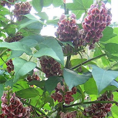 Glycine Tubéreuse / Haricot Patate - Vente en ligne de plants de Glycine  Tubéreuse / Haricot Patate pas cher | Leaderplant