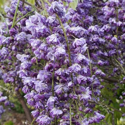 Glycine Violacea Plena, Plante Grimpante Violette