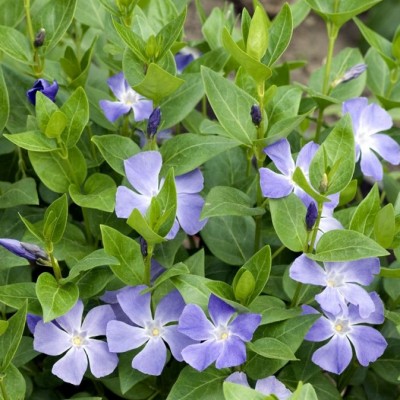 Grande Pervenche - Vente en ligne de Vinca Major | Leaderplant