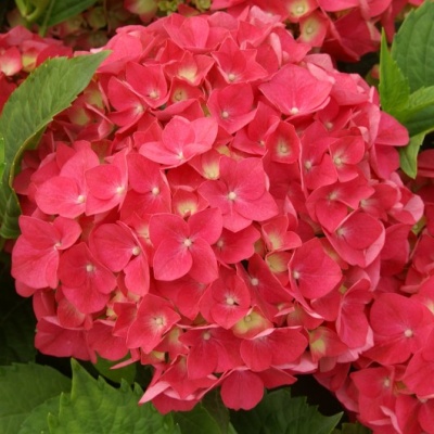 Hortensia Leuchtfeuer - Vente en ligne de plants de Hortensia