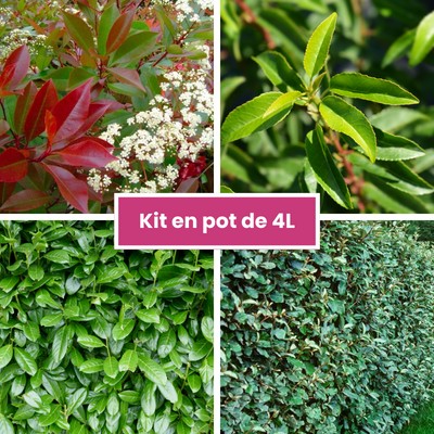 KIT Plantes répulsives pour chat - Vente en ligne de plants de KIT  Plantes répulsives pour chat pas cher