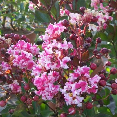 Lilas des Indes nain Berlingot Menthe - Vente en ligne de plants de Lilas  des Indes nain Berlingot Menthe pas cher | Leaderplant