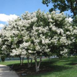 Lilas des Indes Blanc - Vente en ligne de plants de Lilas des Indes Blanc  pas cher | Leaderplant