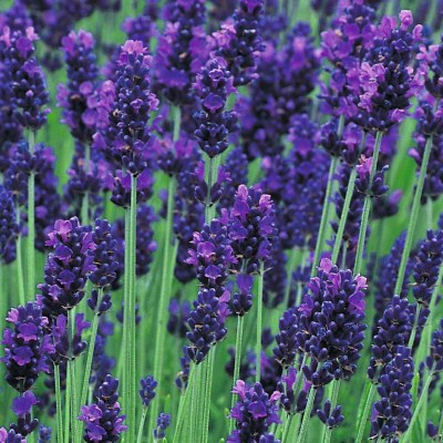 Lavande officinale - Lavandula angustifolia 'Hidcote