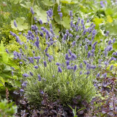 Lavande Panachee Platinium Blonde Vente En Ligne De Plants De Lavande Panachee Platinium Blonde Pas Cher Leaderplant