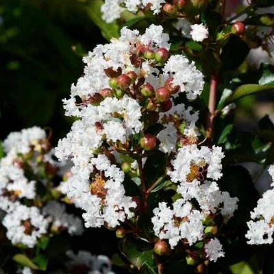 Lilas des Indes Neige d'Été ® - Vente en ligne de plants de Lilas des Indes  Neige d'Été ® pas cher | Leaderplant