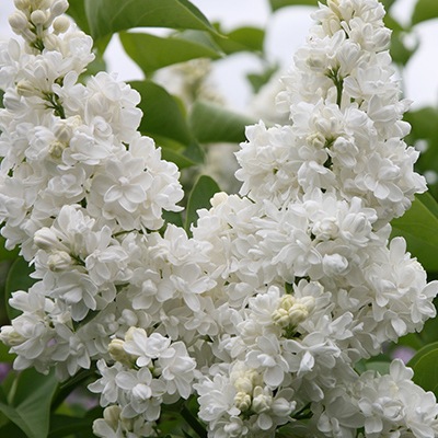 Lilas Blanc Madame Lemoine - Vente en ligne de plants de Lilas Blanc Madame  Lemoine pas cher | Leaderplant