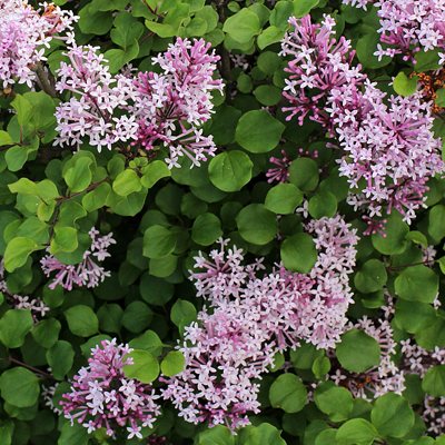 Lilas nain de Chine 'Palibin' - Vente en ligne de plants de Lilas nain de  Chine 'Palibin' pas cher | Leaderplant