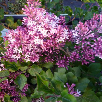 Lilas nain de Chine 'Palibin' - Vente en ligne de plants de Lilas nain de  Chine 'Palibin' pas cher | Leaderplant