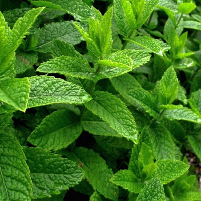 Menthe Poivree Bio Vente En Ligne De Plants De Menthe Poivree Bio Pas Cher Leaderplant