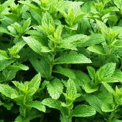 Menthe poivrée - Vente en ligne de plants de Menthe poivrée pas cher