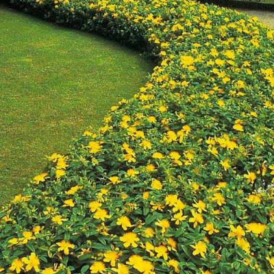 10 couvre-sols persistants qu'il faut avoir dans son jardin ! - Blog  Promesse de fleurs