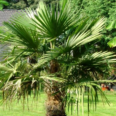 Palmier de Chine - Société Nationale d'Horticulture de France