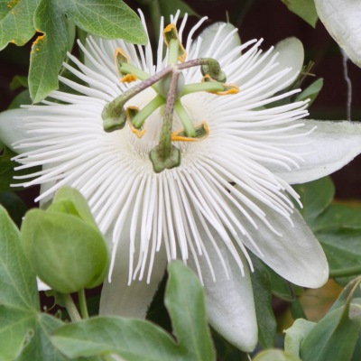 Passiflore Constance Eliott - Vente en ligne de plants de Passiflore  Constance Eliott pas cher | Leaderplant