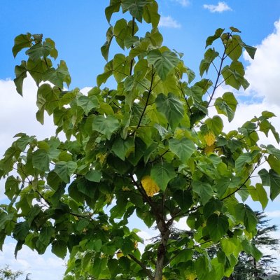 Paulownia tomentosa (arbre impérial)