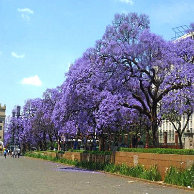 Paulownia Arbre impérial - Vente en ligne de plants de Paulownia Arbre  impérial pas cher