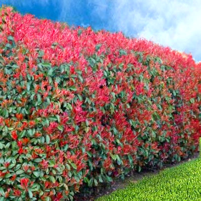 Photinia Red Robin 100 Cm - Attitude Jardin