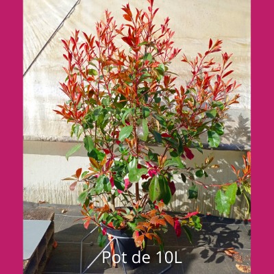 Graines et potagers pour balcons et terrasses, grand choix de graines en  vente directe chez Meilland Richardier