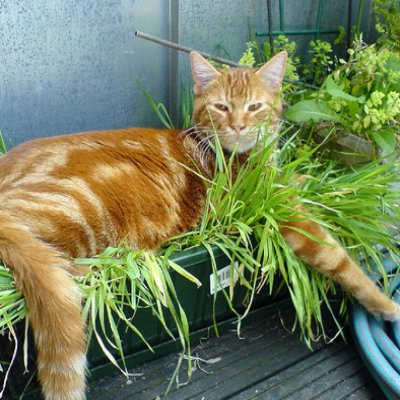 KIT Plantes répulsives pour chat