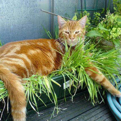 Nos répulsifs d'extérieur pour chat