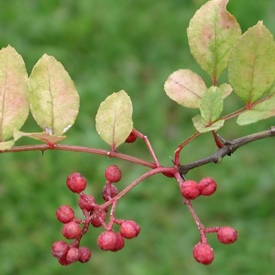 Poivre de Sichuan