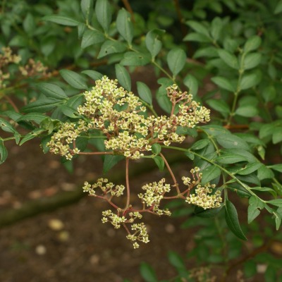 Graines de Zanthoxylum piperitum - Poivre de Sichuan - Boutique Végétale