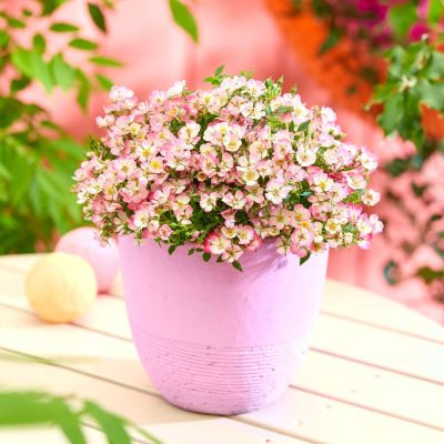 Acheter Pot pour plante à pieds - rose 9,5 cm En ligne