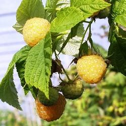 Framboisier jaune - RUBUS idaeus Fall Gold - Fleurir son jardin