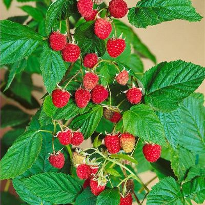 Framboisier non remontant 'Willamette' - Rubus ideaus 'Wilamette