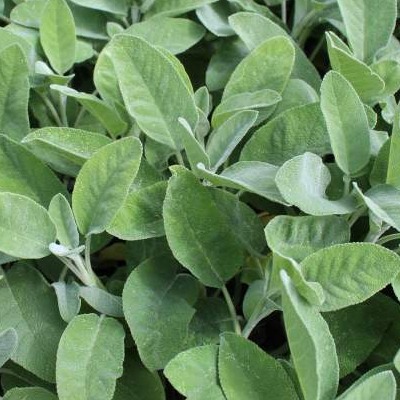 Sauge Officinale Vente En Ligne De Plants De Sauge Officinale Pas Cher Leaderplant