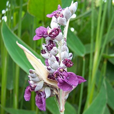 Thalia - Canna d'eau - Vente en ligne de plants de Thalia - Canna d'eau pas  cher | Leaderplant