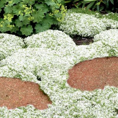 Thym rampant Blanc - Vente en ligne de plants de Thym rampant Blanc pas  cher | Leaderplant