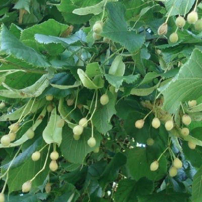 Graines de Tilleul à petites feuilles - Semences de Tilia cordata