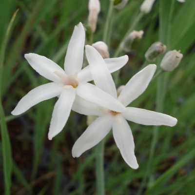 Tulbaghia à fleurs blanches - Vente en ligne de plants de Tulbaghia à fleurs  blanches pas cher | Leaderplant