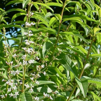 Verveine Odorante Citronnelle Vente En Ligne De Plants De Verveine Odorante Citronnelle Pas Cher Leaderplant