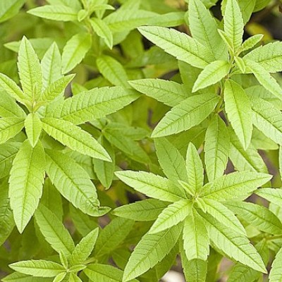 Verveine odorante citronnelle - Vente en ligne de plants de