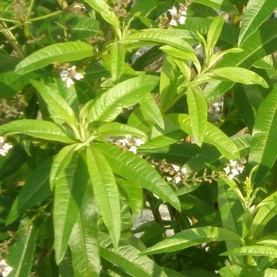 Plant Verveine citronnelle: Pot 1 Litre gris - Nicou Paysage