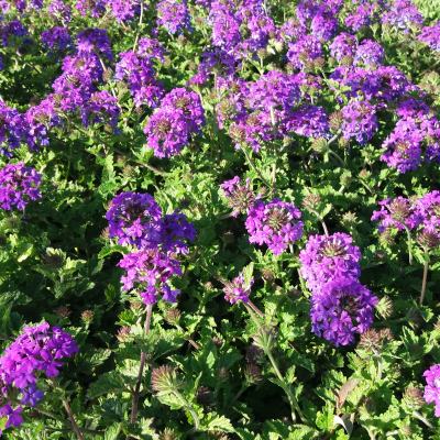 Verveine pourpre 'Homestead Purple' - Vente en ligne de plants de Verveine  pourpre 'Homestead Purple' pas cher | Leaderplant