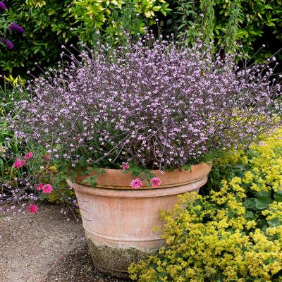 Verveine officinale Bampton - Vente en ligne de plants de Verveine  officinale Bampton pas cher | Leaderplant