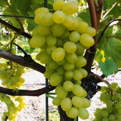 Plant De Vigne Refren En Pot 2L - Cépage Précoce Pour Serre Ou Extérieur - Résistant Jusqu'à -21°C