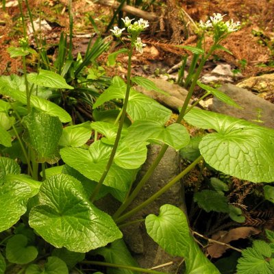 Graines et plants d'Eutrema japonicum - Wasabi - Boutique Végétale