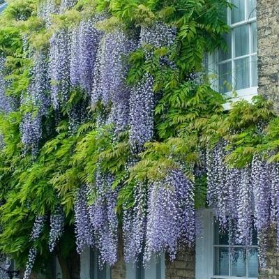 Glycine blanche du Japon - Vente en ligne de plants de Glycine