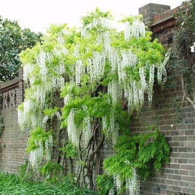 Glycine blanche du Japon - Vente en ligne de plants de Glycine