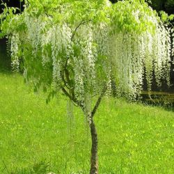 Glycine blanche du Japon - Vente en ligne de plants de Glycine