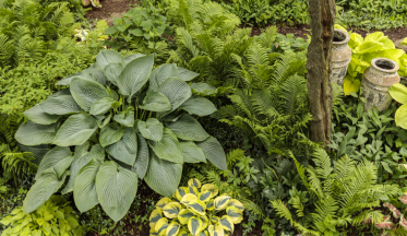 Planter sous un arbre, c'est possible