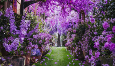 Le violet au jardin : conseils et associations