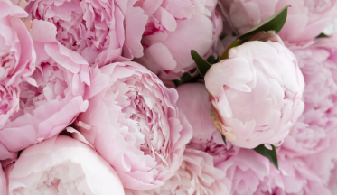 Les pivoines, des plantes fidèles à la beauté incomparable