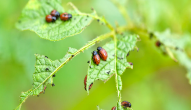 Comment protéger son jardin des ravageurs ?
