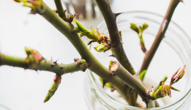 Comment bouturer un rosier ?
